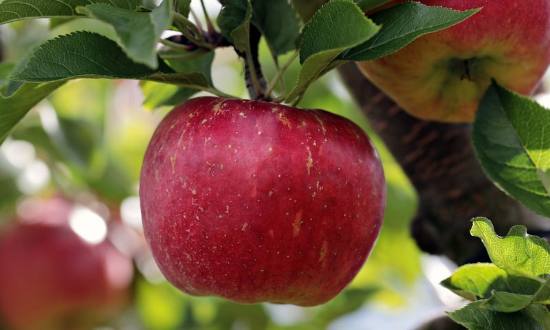Seasonal Apples